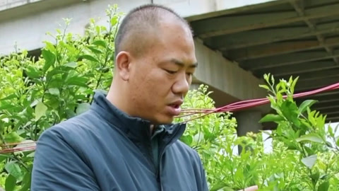 种植前线 纵横川藏行 科学理念技术助力农业发展