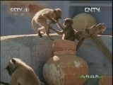 人与自然 《人与自然》 20121225 自然故事 猴神（下）