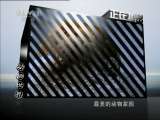 动物世界 动物世界 2011年 第42期