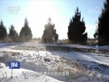 见证 《见证》 20180608 绿剑行动（二） 被盗的百年古树