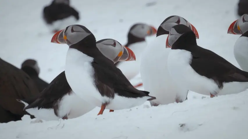 《荒野间谍第二季》第4集