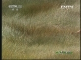 人与自然 《人与自然》 20130926 自然故事：猎豹妈妈传奇（上）