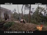 北纬30&deg;&middot;中国行 （下） 北纬30°·中国行 第一百四十集 熊猫故乡 生态雅安《远方的家》 20130108