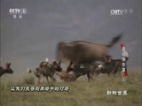 动物世界 《动物世界》 20170806 团结协作篇（五）