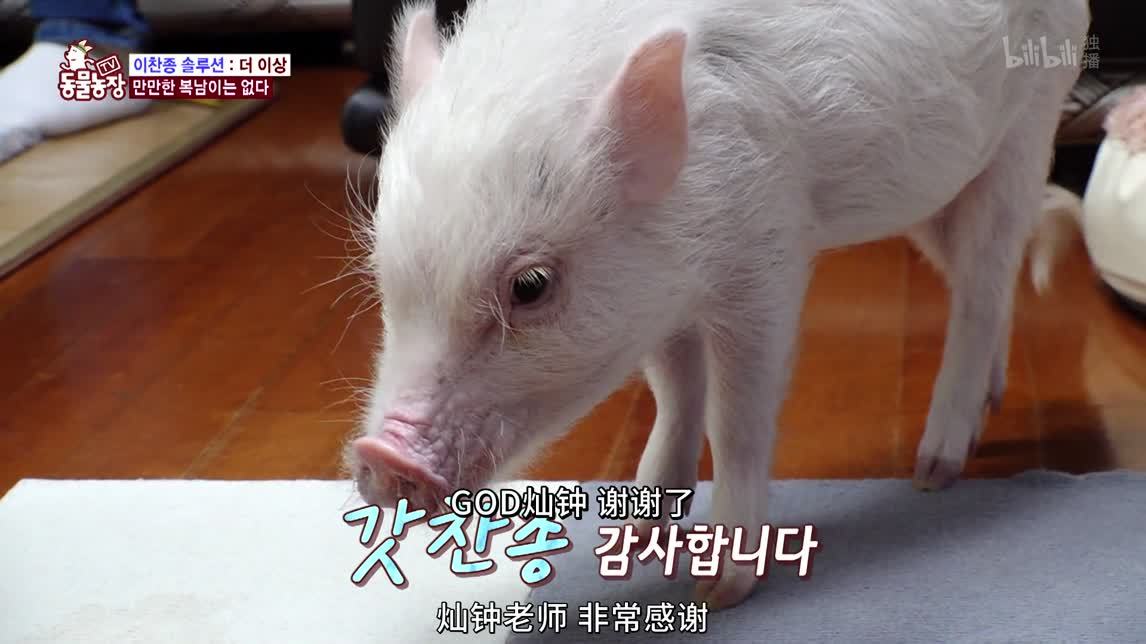 动物农场2020 健身房小教练