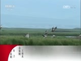 动物世界 《动物世界》 20170509 隐秘行动·蛇