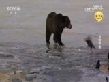 自然传奇 《自然传奇》 20170714 荒野争霸