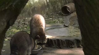 动物园的朋友们_小浣熊