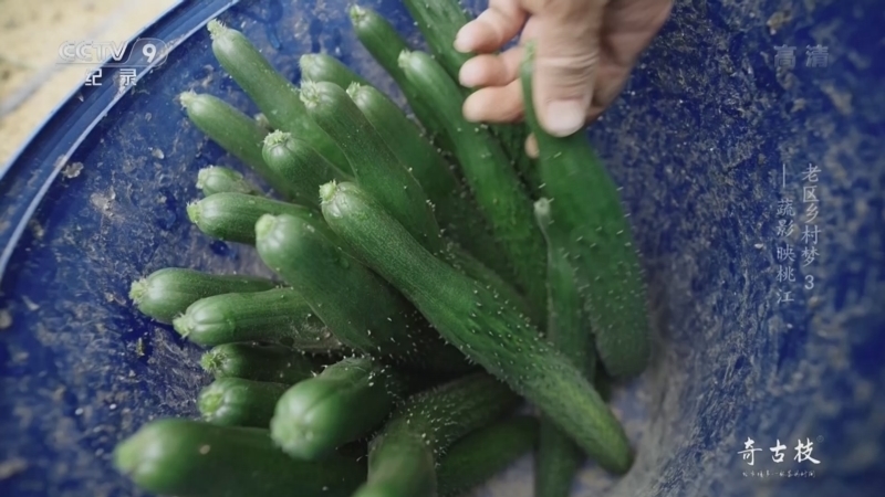 《老区乡村梦》 第3集 蔬影映桃江