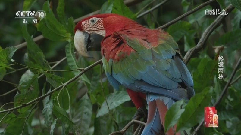 《自然传奇》 20260302 秘境雨林