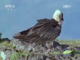人与自然 《人与自然》 20150427 狂野非洲——山脉（上）