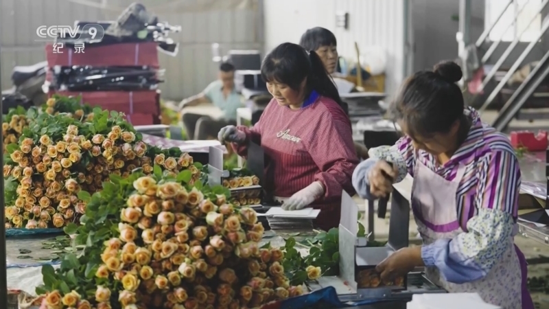 云上花开 《云上花开》 第4集 绽放