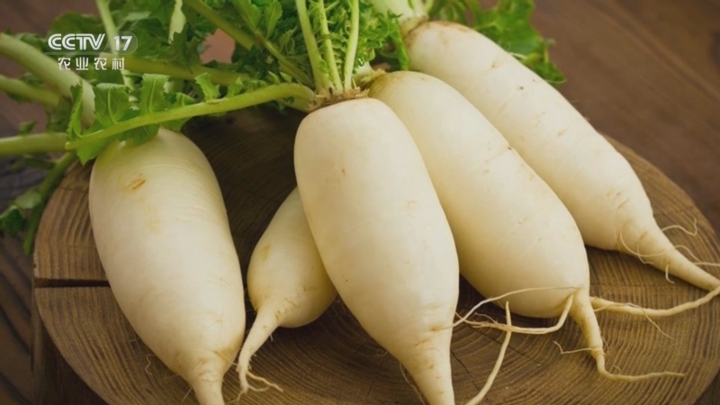 《乡土中国》 20251020 一蔬一菜 第4集 各有所爱 萝卜 白菜