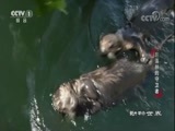 动物世界 《动物世界》 20180115 巨藻林的守卫者