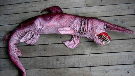 长相丑陋却基本无害的动物Top10