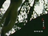 动物世界 《动物世界》 20161029 飞跃丛林