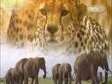 人与自然 《人与自然》 20150809 自然发现 捕食者的本能-利爪（下）