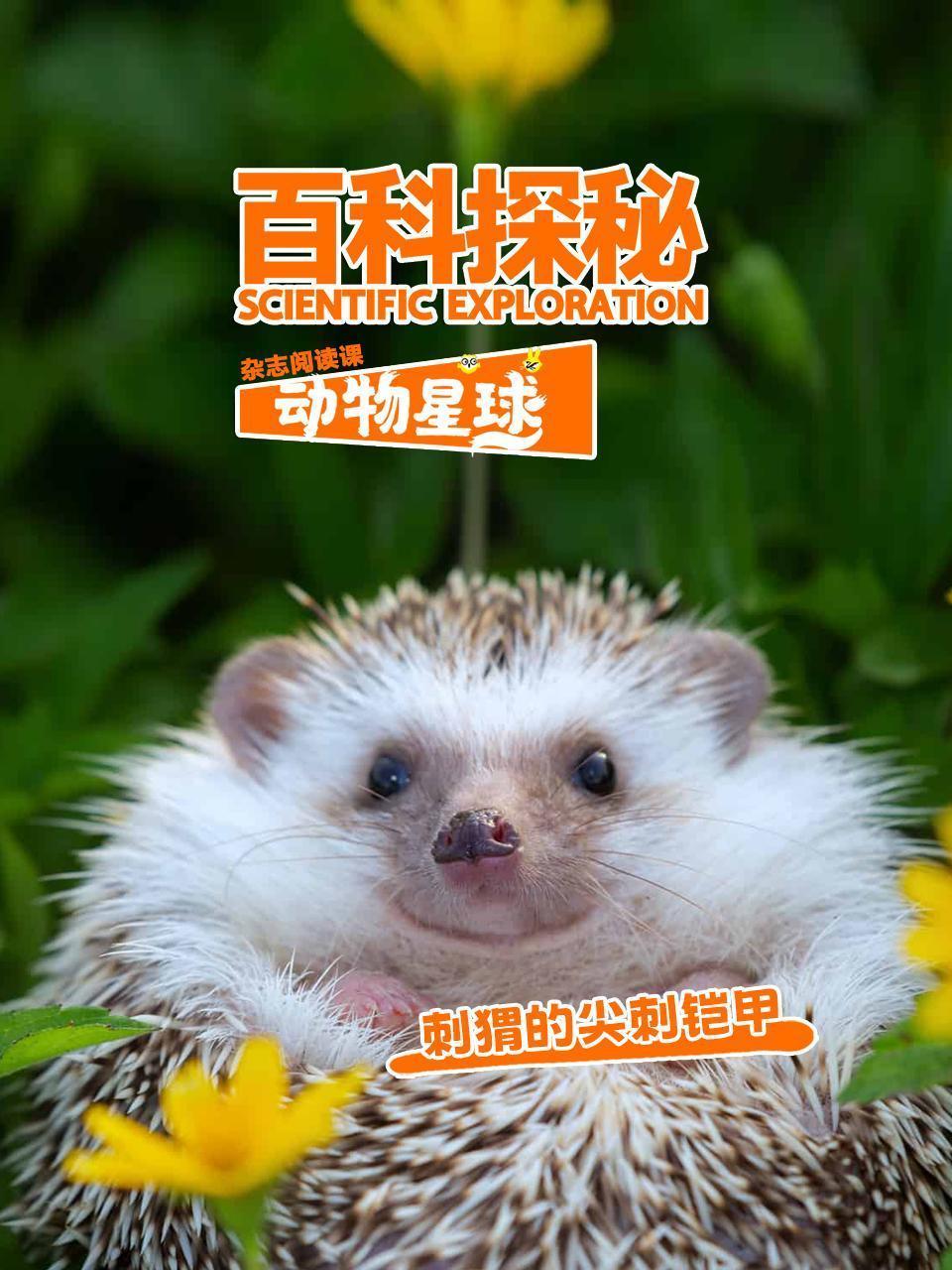 百科探秘动物星球：刺猬的尖刺铠甲