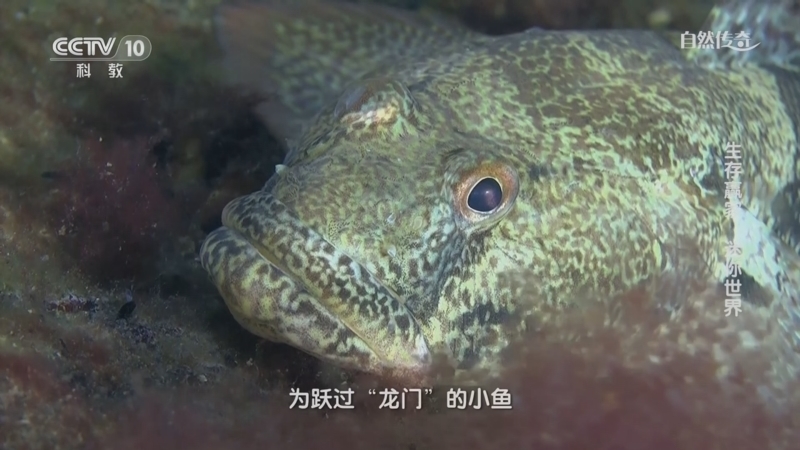 自然传奇 《自然传奇》 20230911 生存赢家 迷你世界