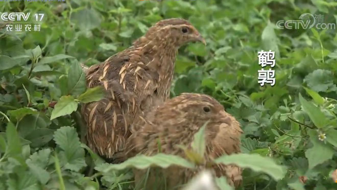 致富经 《致富经》 20191217 小鹌鹑给村里带来的大财富