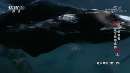 动物世界 《动物世界》 20200417 超级捕食者是怎样炼成的（上）