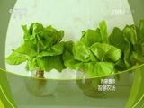 走近科学 《走近科学》 20160928 智慧农场