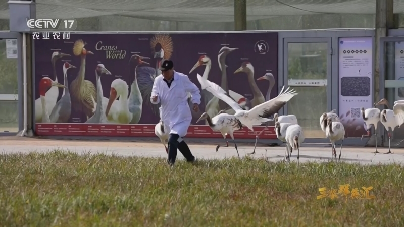 《三农群英汇》 20260329 与鹤相伴半生缘