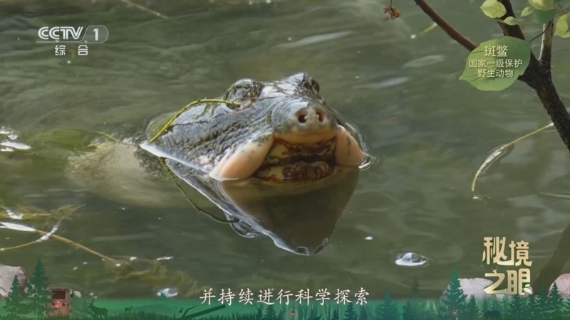 秘境之眼 《秘境之眼》 斑鳖 20260513