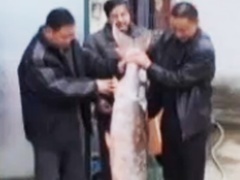 经典传奇 中国水怪大揭秘