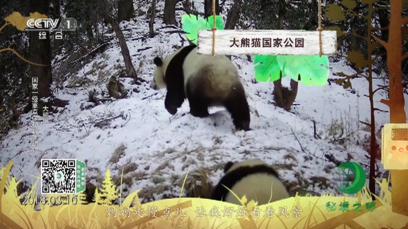 秘境之眼 《秘境之眼》 东北虎/大熊猫/白头叶猴/小熊猫 20230129