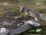 人与自然 《人与自然》 20150605 自然发现：北极熊的战场（下）