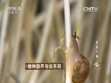 致富经 《致富经》 20150825 她种白芹与众不同