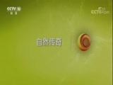自然传奇 《自然传奇》 20171226 清道夫与杀人蚁