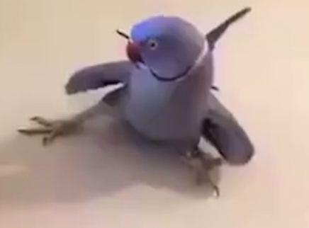 鹦鹉令人爆笑瞬间