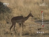 动物世界 《动物世界》 20180418 旱季极限生存战