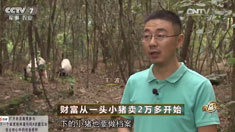 致富经 [致富经]财富从一头小猪卖2万多开始 20161121