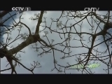人与自然 《人与自然》 20140510 马达加斯加-尘热之岛（下）