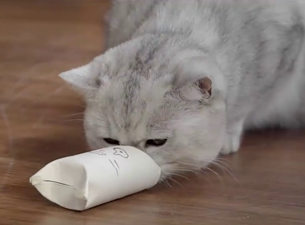 举起爪儿来 纸筒秒变猫玩具