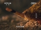 自然传奇 《自然传奇》 20141117 杀手有毒
