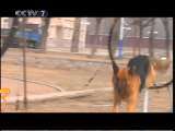 军事科技 走进军犬基地