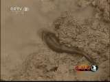 生财有道 《生财有道》 20110716 10个山鸡蛋，孵出几千万