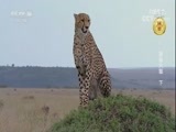 自然传奇 《自然传奇》 20171014 探秘大猫（下）