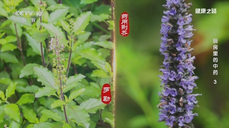 《健康之路》 20251215 厨房里的中药 3