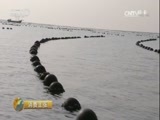 消费主张 《消费主张》 20170205 冬季水产市场调查——牡蛎 精编版