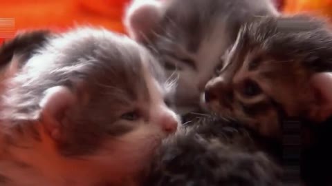 萌宠养成计划 卷耳猫宝宝