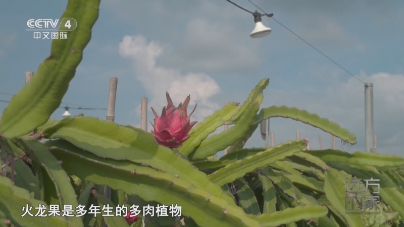 远方的家 《远方的家》 20250804 海与城的交响 海岛西岸 花果田园