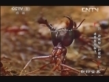 动物世界 《动物世界》 20130919 狼 逆戟鲸 行军蚁 谁最具有毅力