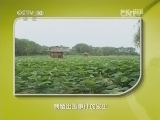 地理中国 《地理中国》 20141228 地球档案——荷塘暗影