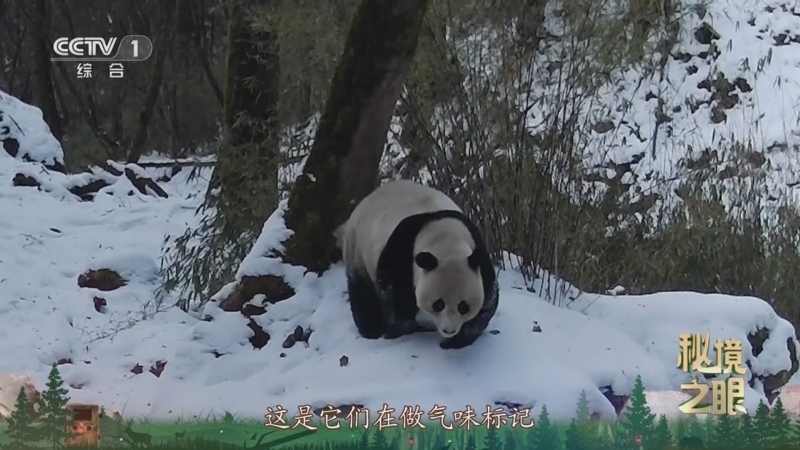 秘境之眼 《秘境之眼》 大熊猫 20251010