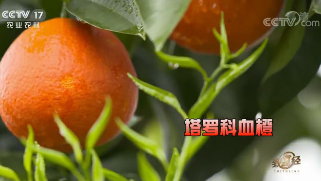 致富经 《致富经》 20200511 特别的橙子 火红的财富